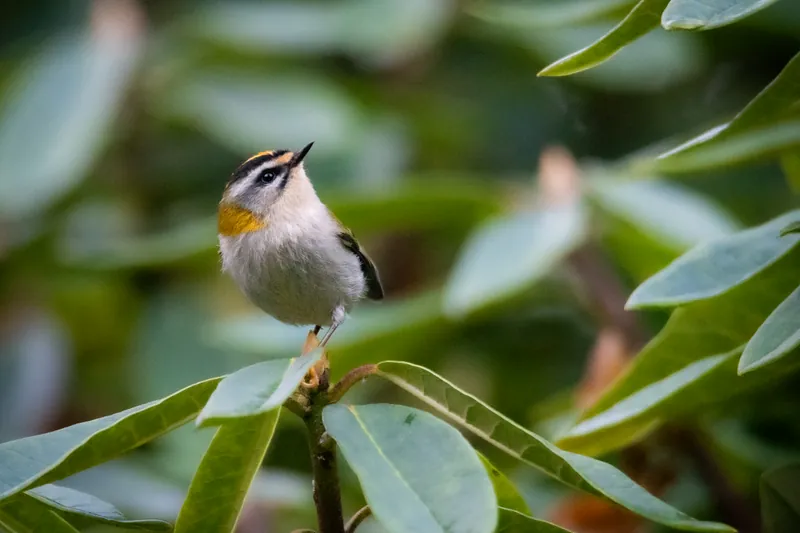 Firecrest, Penryn. 2019.